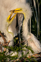Great Egret Chicks