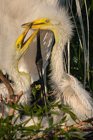 Great Egret Chicks
