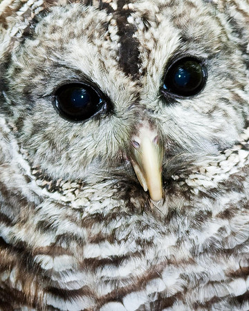 Barred Owl