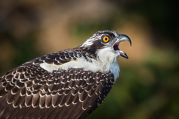 Osprey Calling