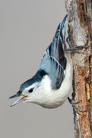 White Breasted Nuthatch