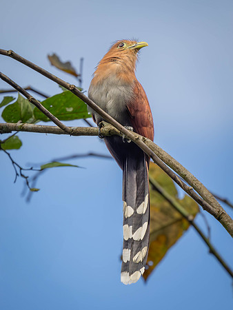 Squirrel Cuckoo