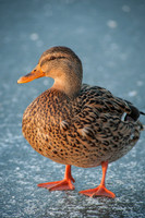 Mallard Duck, Female