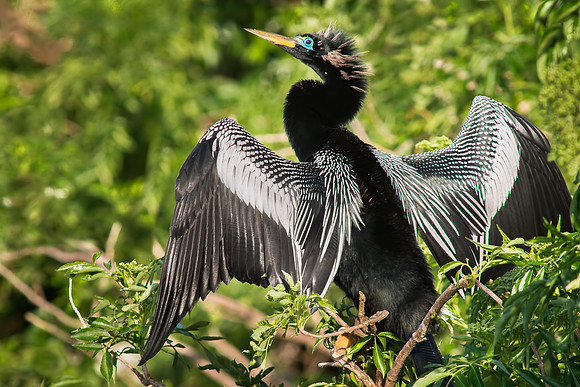 Anhinga Drying its Wings