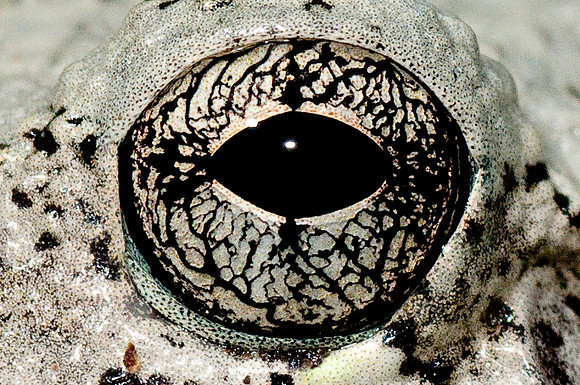 Frog's Eye