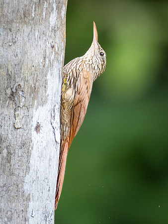 Streak-headed Woodcreeper