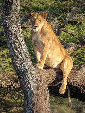 Lioness in a tree