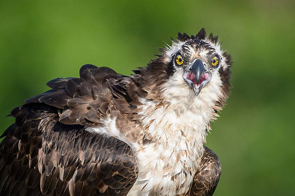 Osprey