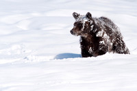Grizzly Cub