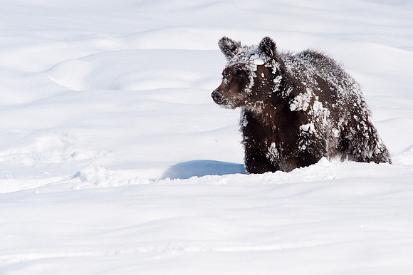 Grizzly Cub