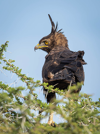 Long-Crested Eagle