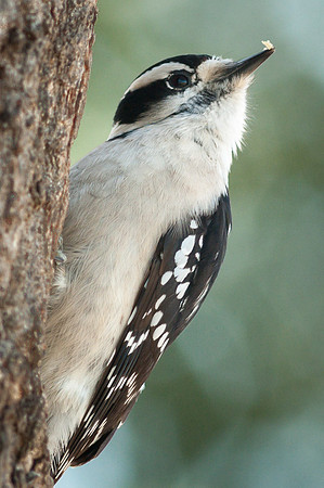 Downy Woodpecker
