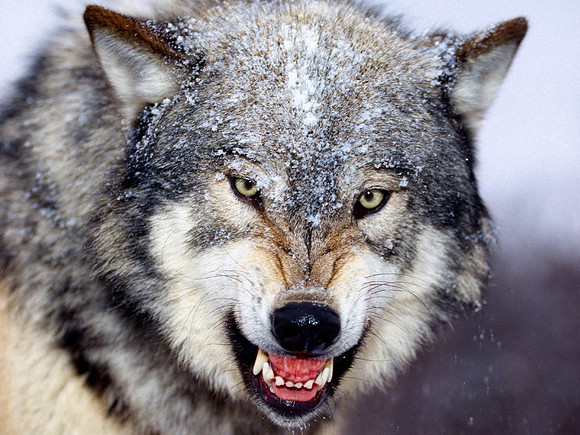 Angry!