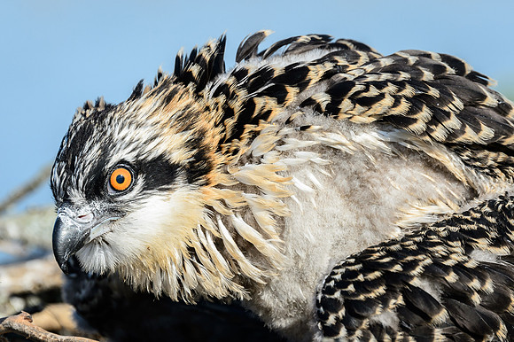 Osprey Chick