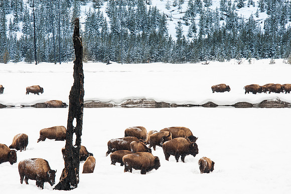 Where the Buffalo Roam...