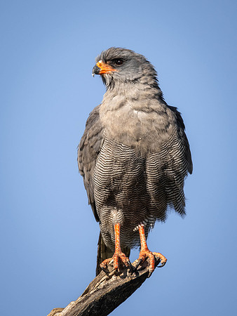 Red-Footed Falcon