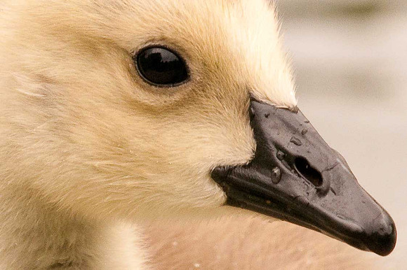 Baby Goose