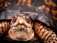 Eastern Box Turtle