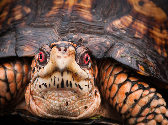 Eastern Box Turtle