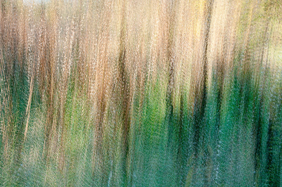 Tall Grass