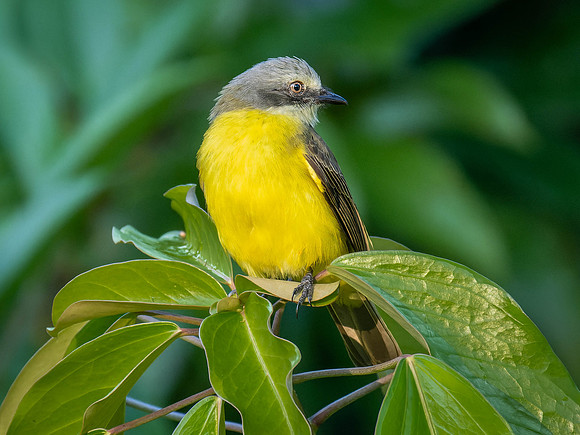 Social Flycatcher