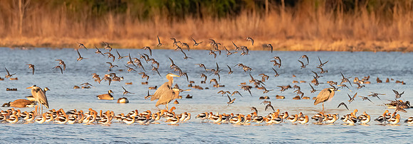 American Avocets & Great Blue Herons