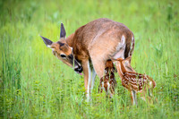 Nursing Fawns