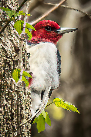 Red Headed Woodpecker