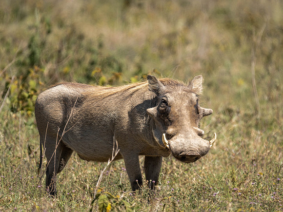 Warthog