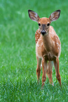 Fawn