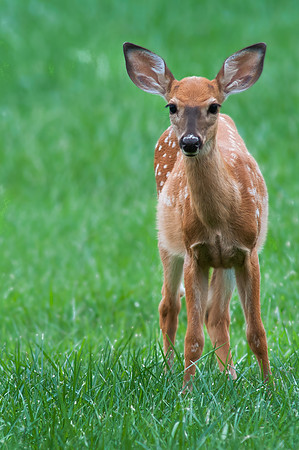 Fawn