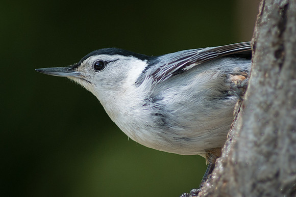 White Breasted Nuthatch