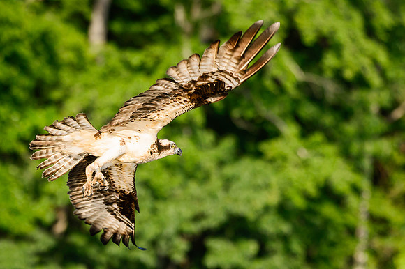 Osprey