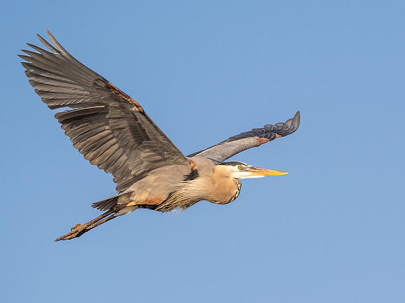 Great Blue Heron in Flight