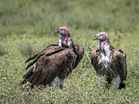 Lappet-Faced Vulture