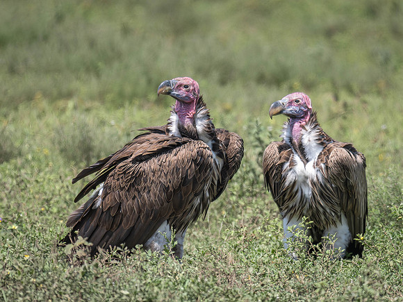 Lappet-Faced Vulture