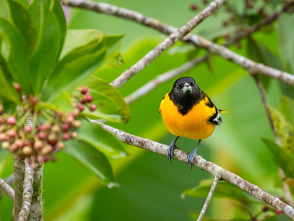Baltimore Oriole