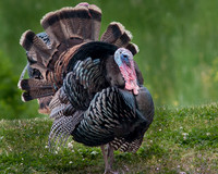 Tom Turkey
