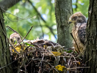 20210527-Red Shoulder Hawk0103-Edit