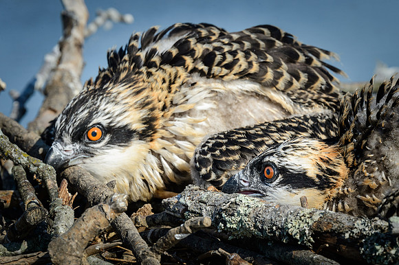 Osprey Chicks