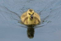 Baby Canadian Gosling