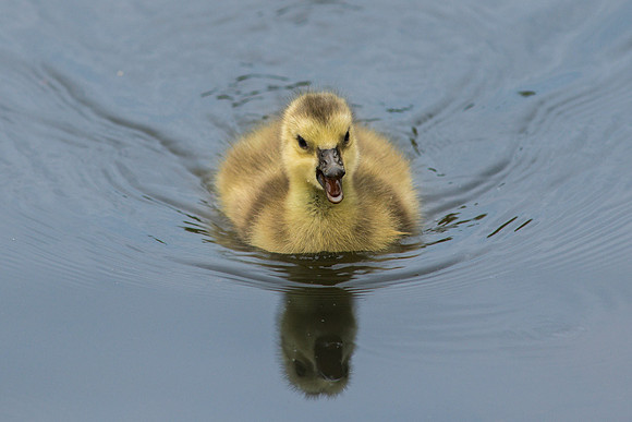 Baby Canadian Gosling