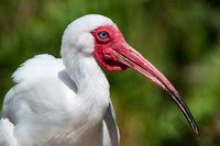 White Ibis
