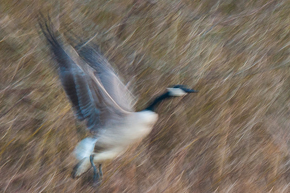 Canadian Goose Abstract