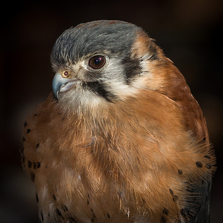 American Kestral Falcon, Male
