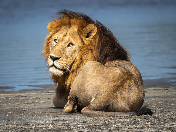 Male Lion