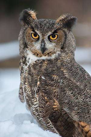 Great Horned Owl