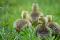 Baby Canadian Goslings