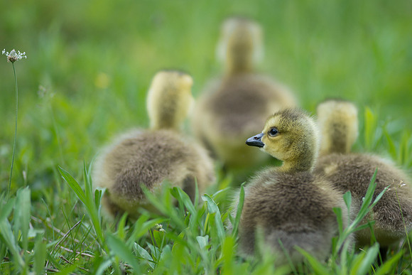 Baby Canadian Goslings