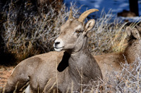 Ewe